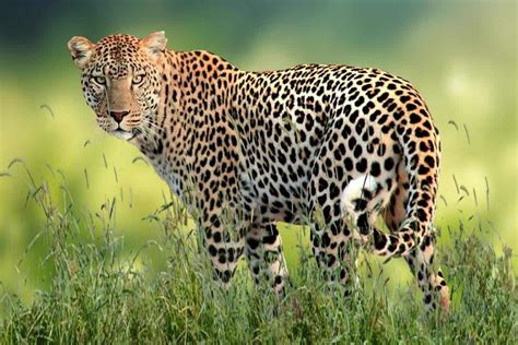 leopard characteristics and conservation
