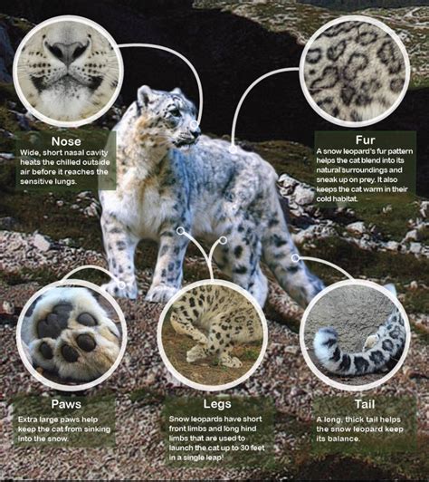 leopard characteristics and traits