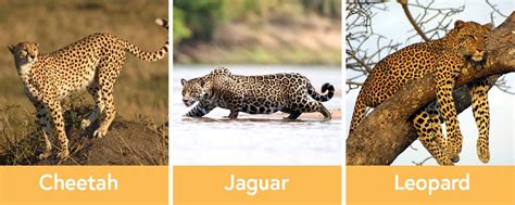 leopard cheetah jaguar difference