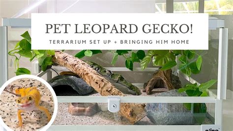 Leopard Gecko Terrarium Temp