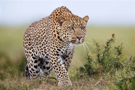 leopard hunting outside africa