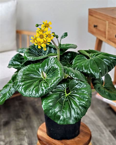 Getting To Know The Leopard Plant