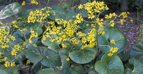 leopard plant scientific name