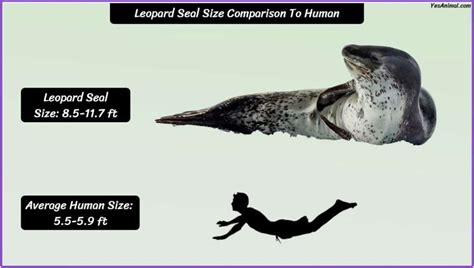 leopard seal size compared to human