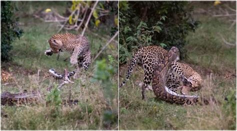 leopard vs python fight to death