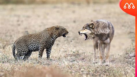 leopard vs wolf fight
