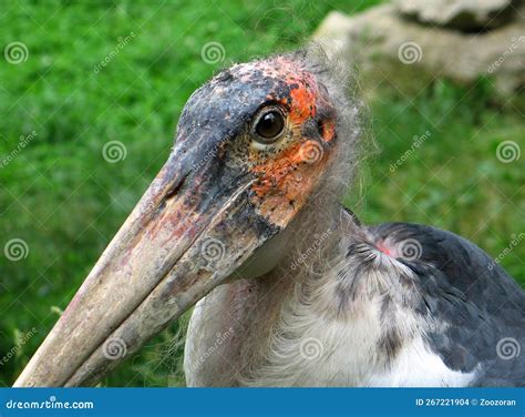 The Complete Guide to Leptoptilos: The Fascinating Birds of the Stork Family