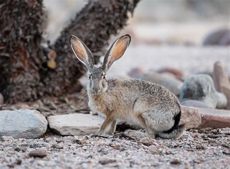 Lepus californicus: Secrets of the California Hare