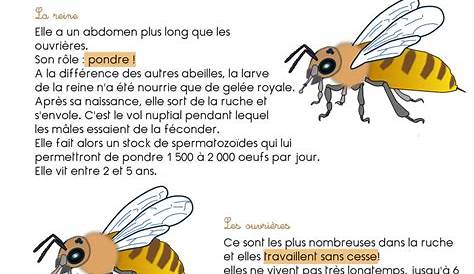 Explication du cycle de vie des abeilles