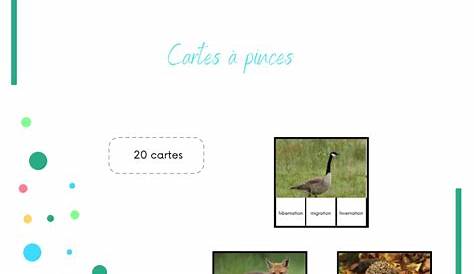 Activités Les animaux en hiver - Maternelle - Milestory.fr