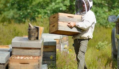 Détérioration de ruchers et vol de miel dans l'Orne. « Dix années de
