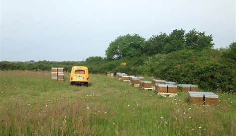 Les ruchers du pays blanc Producteur Loire Atlantique