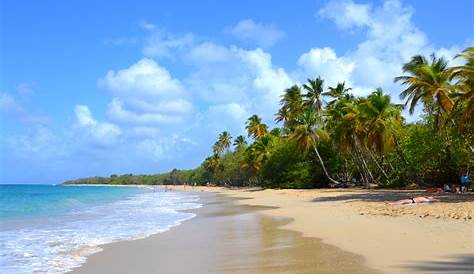 - Famous Les Salines beach in Martinique Caribbean | Royalty Free Image