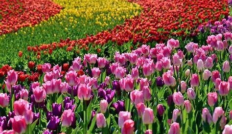 ☑ a quelle periode fleurissent les tulipes en hollande