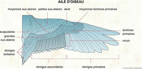 les ailes sont elles des membres