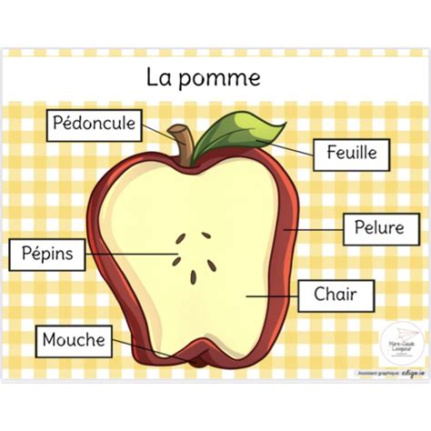 les parties d'une pomme