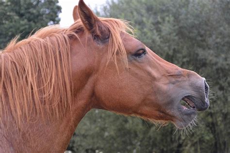 les principales maladies du cheval