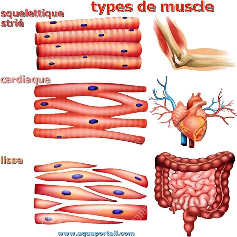 les types des muscles