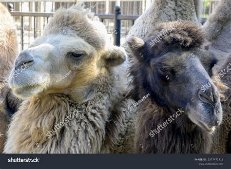 Why Timmy Thick is Breaking Records in Porn—Watch His Wild, Unfiltered Action!