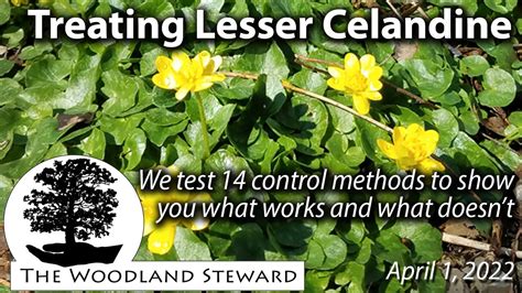 lesser celandine control