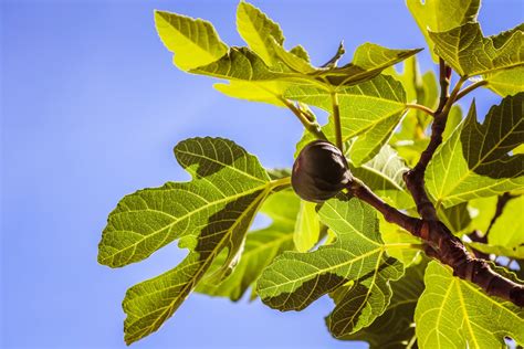 lessons from the fig tree