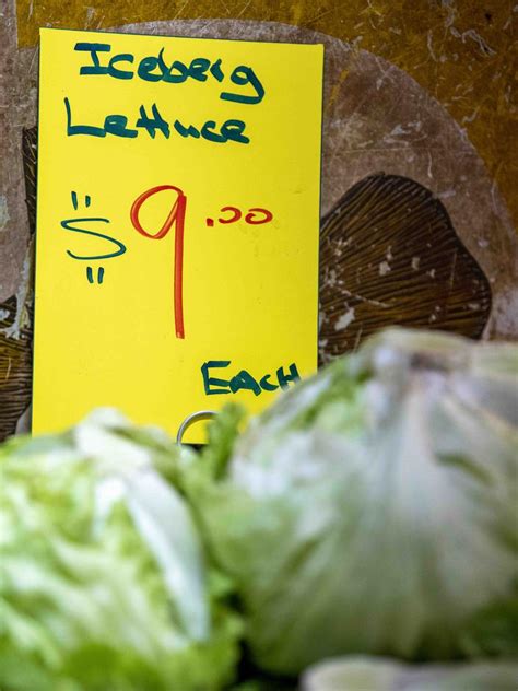 Lettuce Prices Spike Grow Your Own Indoors Year Round Backyard Boss