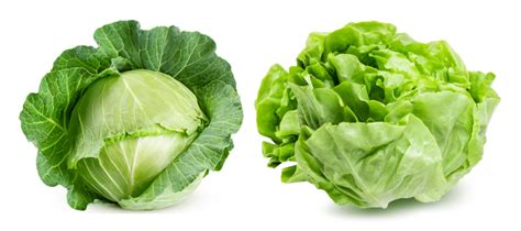 Lettuce And Cabbage Same