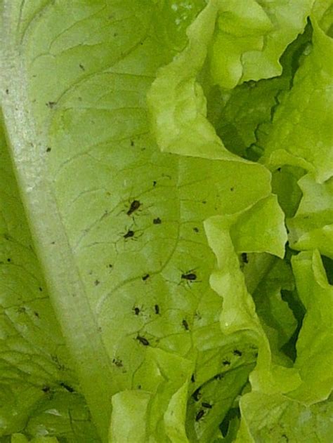 Lettuce Bugs Eating