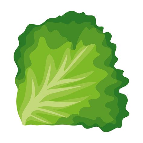 Lettuce Cartoon Slice