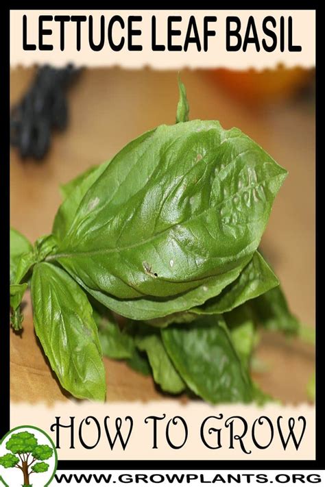 Lettuce Leaf Basil Planting Guide