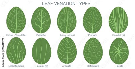 Lettuce Leaf Venation