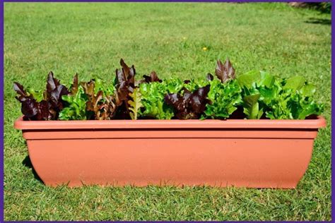 Lettuce Planter Box