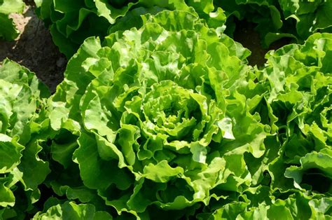 Lettuce Plants Uk