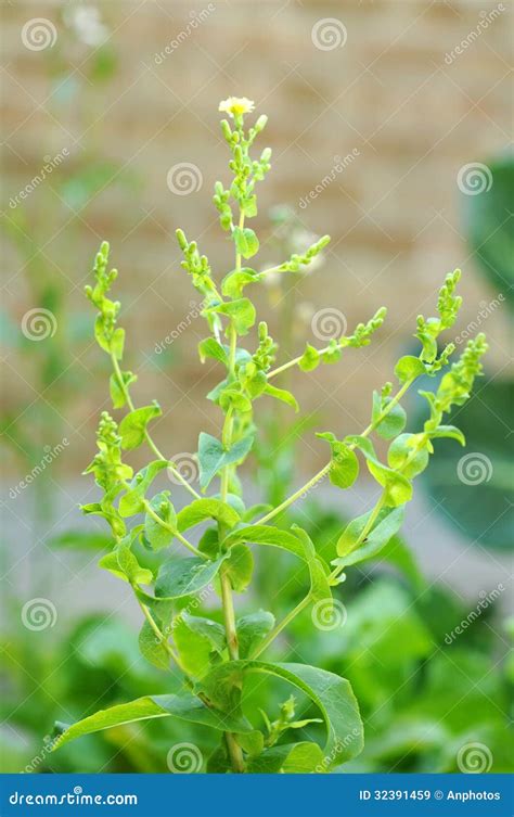 Lettuce Producing A Flower
