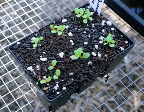 Lettuce Seedlings Week