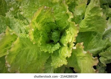 Lettuce Small Head