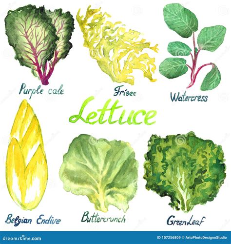 Lettuce Types Purple