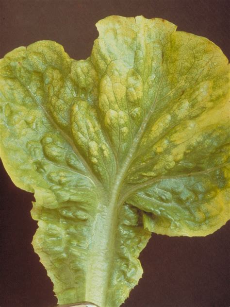 Lettuce Virus Diseases
