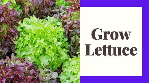 Lettuce Zone 6