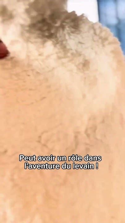 Levain en train de pousser