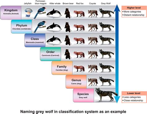 Levels Of Classification For Gray Wolf