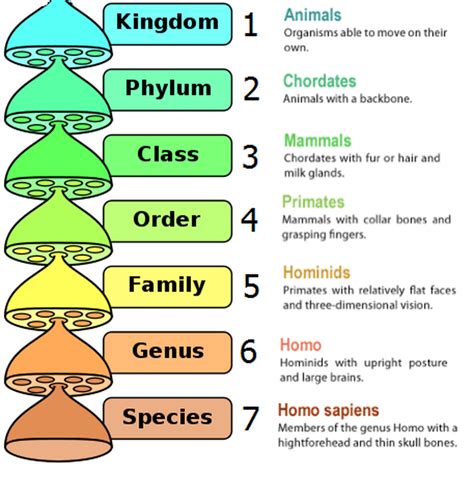Levels Of Classification In Order From Largest To Smallest