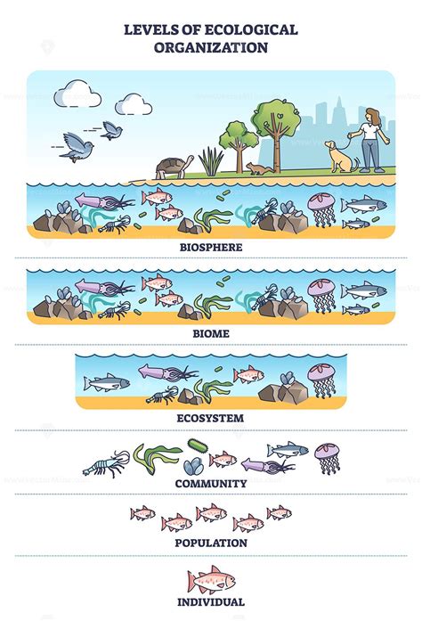 Unveiling the Ecological Levels: A Journey Through Nature'sHierarchies