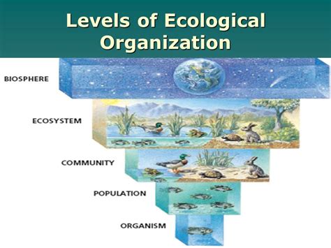 levels of ecological organization worksheet answers