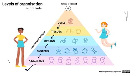 Levels Of Organisation Ks2