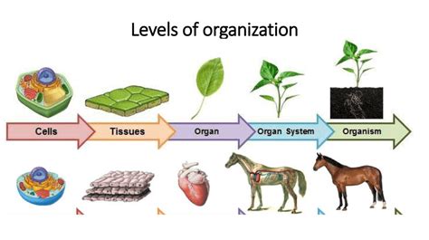 levels of organization in animal complexity