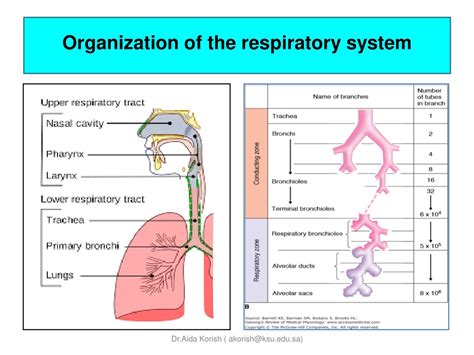 Levels Of Organization Respiratory System