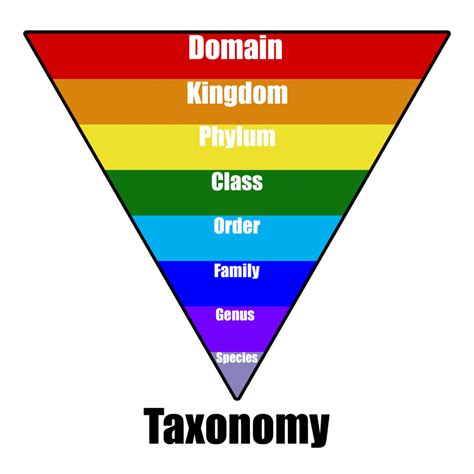 Levels Of Taxonomy