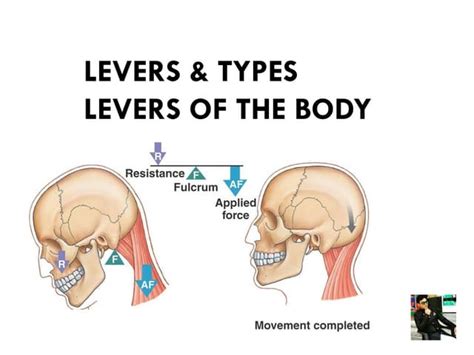 Levers In Human Body Pdf