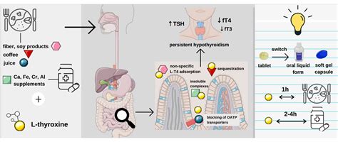 Levothyroxine And Antacids Interaction